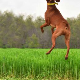 Vizsla All Grown Up from CMF Vizslas