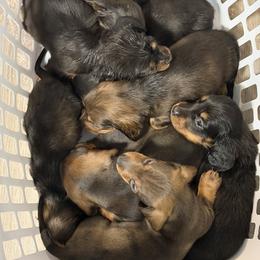 Dachshund Puppies from EntityDachs