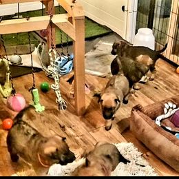 Belgian Laekenois Puppies from Cal Curly Coats Belgian Laekenois