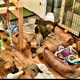 Belgian Laekenois Puppies from Cal Curly Coats Belgian Laekenois