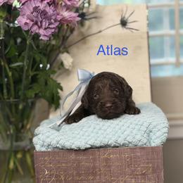 Atlas - Chocolate male Australian Labradoodle puppy in Citrus Heights, California from Elite Blend Labradoodles