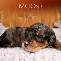 Moose - Merle male Bernedoodle puppy in Bowling Green, Ohio from Windy Creek Doodles