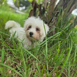 Boy 1 - White male Morkie puppy in Loxahatchee, Florida from Cristy's Morkies