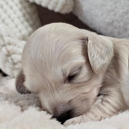 Flower - Cream female Dachshund puppy in Nine Mile Falls, Washington from River Run Doxies
