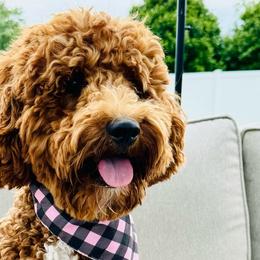 Theodore Roosevelt - Goldendoodle