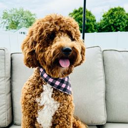 Theodore Roosevelt - Goldendoodle