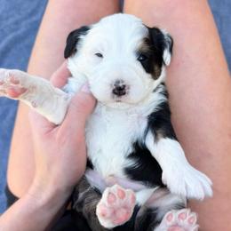 Astro unfurnished - Tri-color male Bernedoodle puppy in Wamego, Kansas from Doodles of Oz