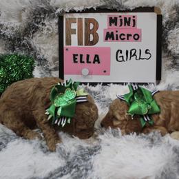 Goldendoodle and Poodle Puppies from Partridge Doodles and Poodles