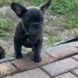 Boxer and French Bulldog Puppies from Beachside Boxers and Frenchies