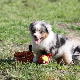 Gumball - Blue merle male Toy Australian Shepherd puppy in Prague, Oklahoma from Clay Creek Aussies