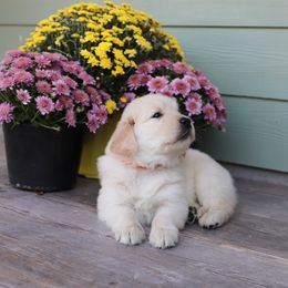 Golden Retriever Puppies from A Refined Canine