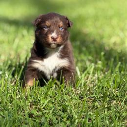 Boy 2 - Red tri-color male Australian Shepherd puppy in Argyle, Iowa from Country Time Kennels