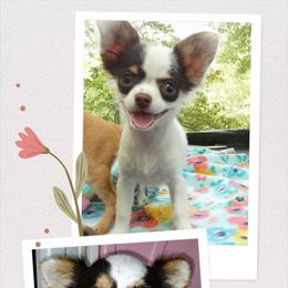 Mdoka - Chihuahua
