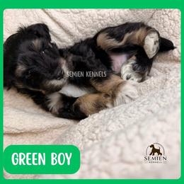 Green Boy - Black and silver male Miniature Schnauzer puppy in Houston, Texas from Semien Family Kennels