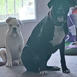 Boxer All Grown Up from Moonlitboxers