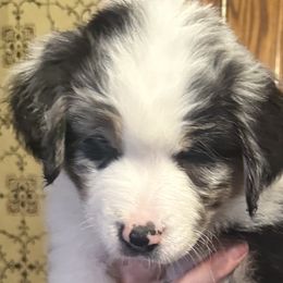 George Harrison - Blue merle Australian Shepherd puppy in Allenton, Wisconsin from Jump Jivin Aussies