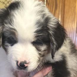 George Harrison - Blue merle Australian Shepherd puppy in Allenton, Wisconsin from Jump Jivin Aussies
