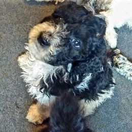 Australian Labradoodle and Poodle Puppies from Oodles of Doodles and some Poodles
