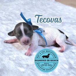TECOVAS - Blue and tan male Dachshund puppy in Columbia, Louisiana from Diamond 5R Ranch AKC & CKC Miniature Dachshunds