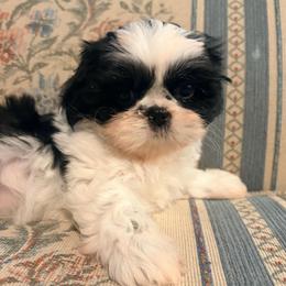 Malorie - Black and white female Shih Tzu puppy in Hemet, California from Aloha Shih Tzu