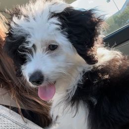 Aussiedoodle, Bernedoodle, and Goldendoodle Puppies from Flat Rock Doodles LLC