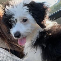Aussiedoodle, Bernedoodle, and Goldendoodle Puppies from Flat Rock Doodles LLC