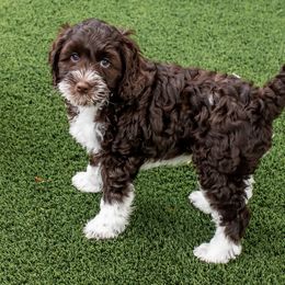 Australian Labradoodle Puppies from Providence Labradoodles, LLC