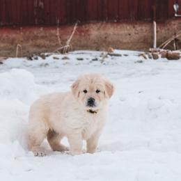 Marshmallow - Light golden female Golden Retriever puppy in Mason, Michigan from Sweet Breeze Acres