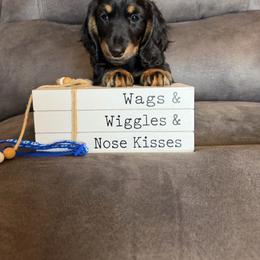 Male 2 - Black and tan male Dachshund puppy in Stuart, Iowa from Johnson Family Paws