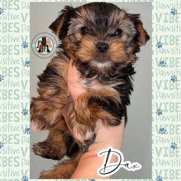 Dax - Black and tan male Yorkshire Terrier puppy in London, Kentucky from Soto Yorkies