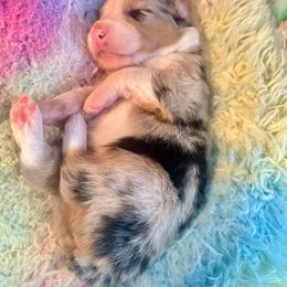 Valentino - Blue merle male Australian Shepherd puppy in Williston, Florida from Over The Rainbow Aussies