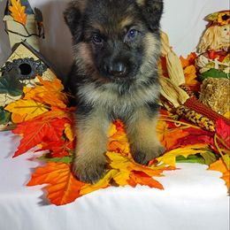 German Shepherd Puppies from Kindheitstraum Kennels