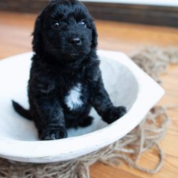 Boy 1 - Black and white Aussiedoodle puppy in Garland, Kansas from Forester Farms
