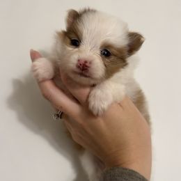 Boy 1 - Chocolate merle male Pomeranian puppy in Jackson, Tennessee from Little House Pomeranians