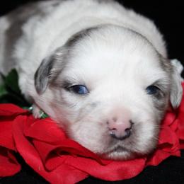 Charm - Blue merle female Australian Shepherd puppy in Colorado Springs, Colorado from Rocky Mountain Aussies