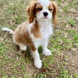 Cavalier King Charles Spaniel, Cavapoo, and Pembroke Welsh Corgi Puppies from Griffins Puppies