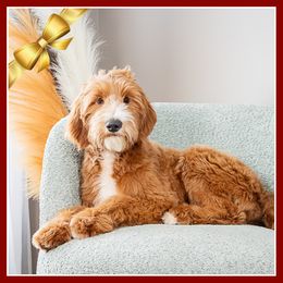 Robin - Red  male Goldendoodle puppy in Connersville, Indiana from Deaz Doodle Ranch