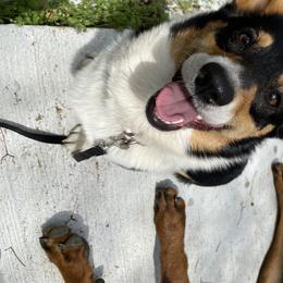 Rowan - Pembroke Welsh Corgi