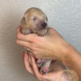 Creamsicle (orange collar) - Cream male Goldendoodle puppy in Murrieta, California from Apricot Poodles & Goldendoodles, LLC