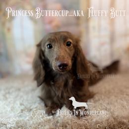 Fluffy - Dachshund