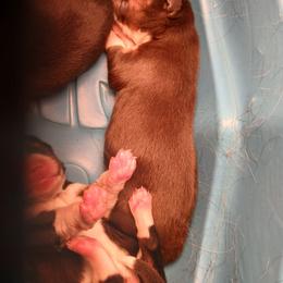 Girl 3 - Red tri female Miniature Australian Shepherd puppy in Gretna, Virginia from Adams Acres Cattle Dogs