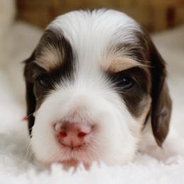 Red - Chocolate and cream female Dachshund puppy in Allons, Tennessee from Amber's Flock Homestead