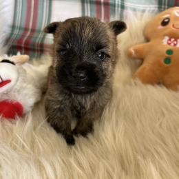 Mr. Green - Red brindle male Cairn Terrier puppy in Pottersville, Missouri from Cairn Terriers of Heatherridge,LLC