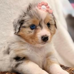 Coral collar - Blue merle female Aussiedoodle puppy in 32046, Florida from River Hill Ranch