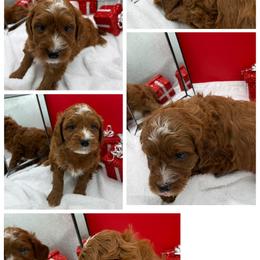 Forest - Red  male Goldendoodle puppy in Wayland, New York from Loris Pampered Pooches💕