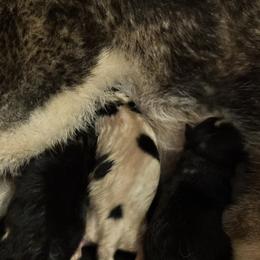 Crinkle - Black and white male Siberian Husky puppy in Mechanicsville, Virginia from Shinko Siberians