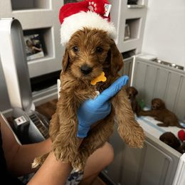 Goldendoodle Puppies from Ireland's Goldendoodles