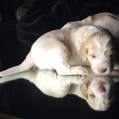 Australian Cobberdog Puppies from Heartland Hills Australian Cobberdogs