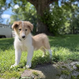 Odin - Sable merle and white male Collie puppy in Plato, Minnesota from Minnesota Collies