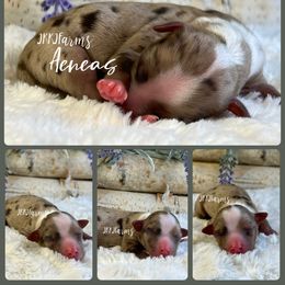 3 - Aeneas - Red merle male Miniature American Shepherd puppy in Huntington, Texas from JKKJ Farms